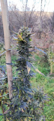 blue ice og2.jpg