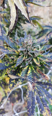 blue ice og3.jpg