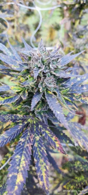 blue ice og4.jpg