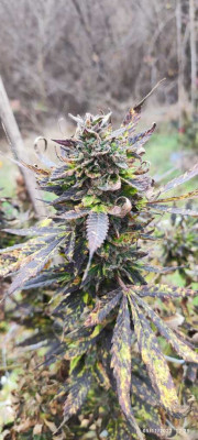 Blue Ice Og2.jpg