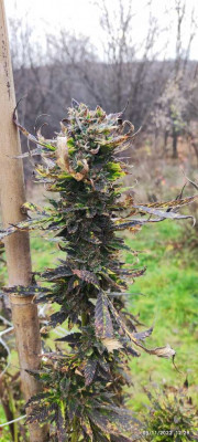 Blue Ice Og3.jpg