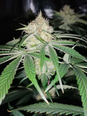 OG Punch