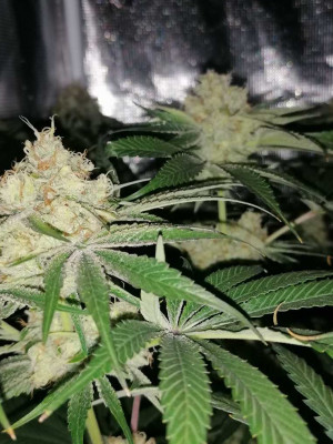 OG Punch