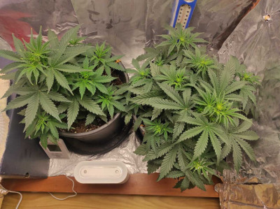 Ляво Northern Lights Дясно Royal Kush