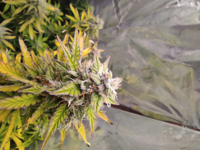 Royal Kush