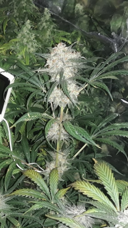 Screenshot_20190330-180951_Gallery.jpg