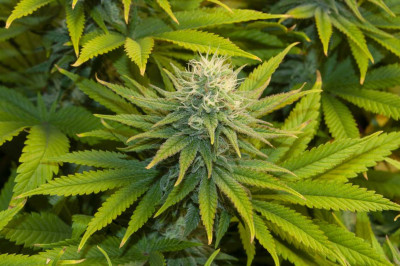 foto_no_exif (5).jpg (109.75 KiB) Преглеждано 1065 пъти White Widow