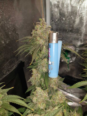 Blue Dream