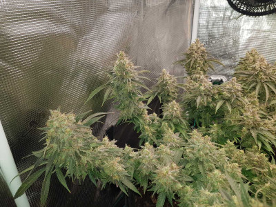 Blue Dream (Seedsman)