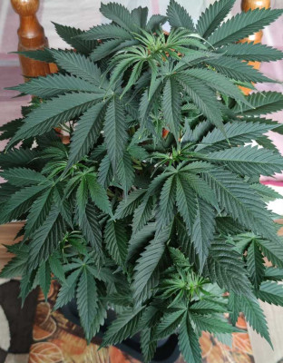 Afghan Kush