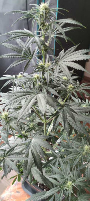 Amnesia Zkittlez