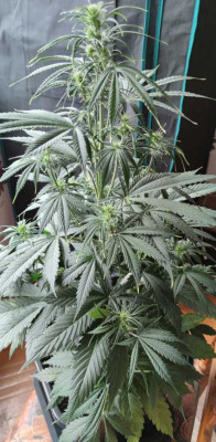 Gorilla Cookies