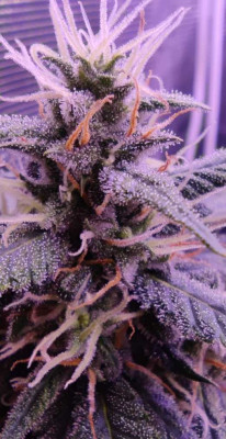 Amnesia Zkittlez