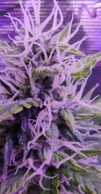 Gorilla Cookies