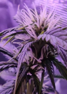Afghan Kush