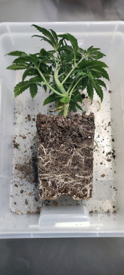 Purple Kush CBD
