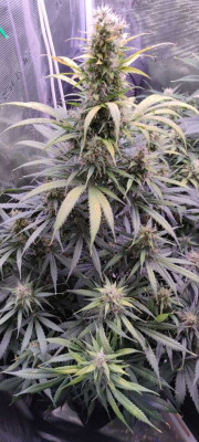 Gorilla Cookies