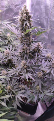 Amnesia Zkittlez