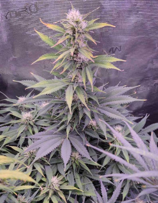 IMG_20230404_183030.jpg (125.62 KiB) Преглеждано 1287 пъти Afghan Kush