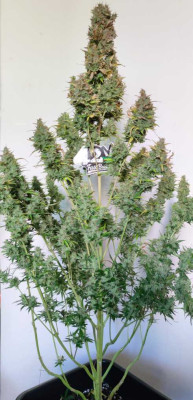 Gorilla Cookies