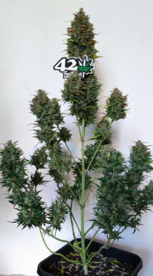IMG_20230505_182920.jpg (60.98 KiB) Преглеждано 1074 пъти Amnesia Zkittlez