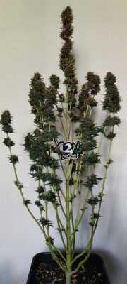 IMG_20230505_183119.jpg (44.16 KiB) Преглеждано 1074 пъти Afghan Kush
