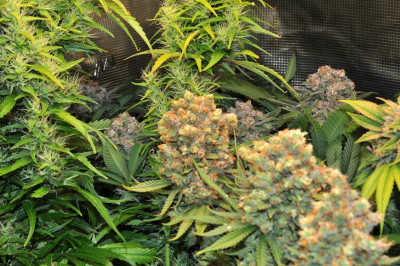 Уж Green Crack, който се чудех дали да зарязвам, всъщност направи мега пищни лилавеещи глави