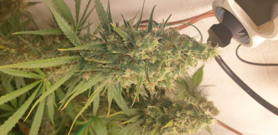 Ог къш-Роял куин