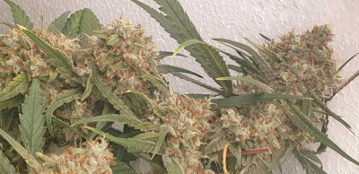 Амстердам амнезия-Дъч пешън