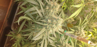 Либърти хейз-Барни'с