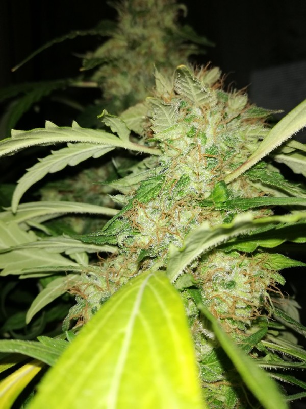 foto_no_exif (1).jpg