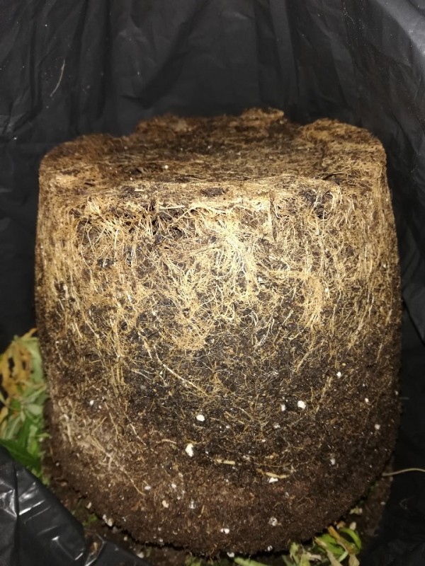 foto_no_exif (7).jpg