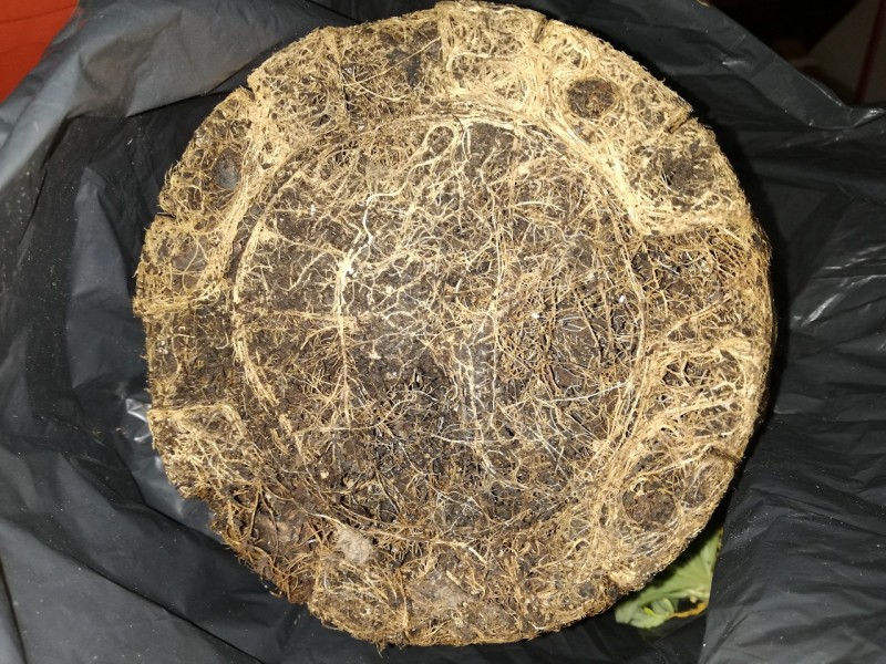 foto_no_exif (8).jpg