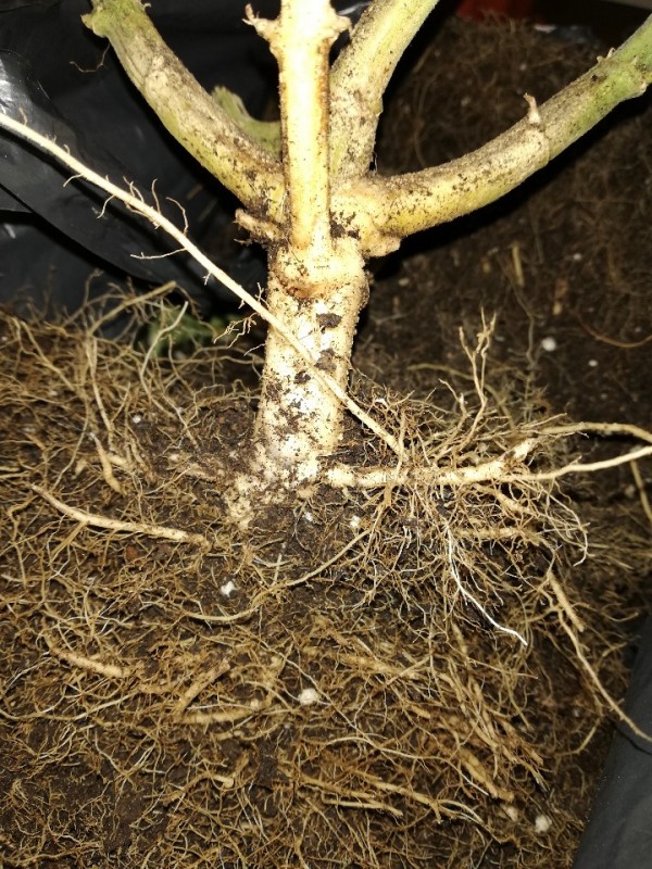 foto_no_exif (10).jpg