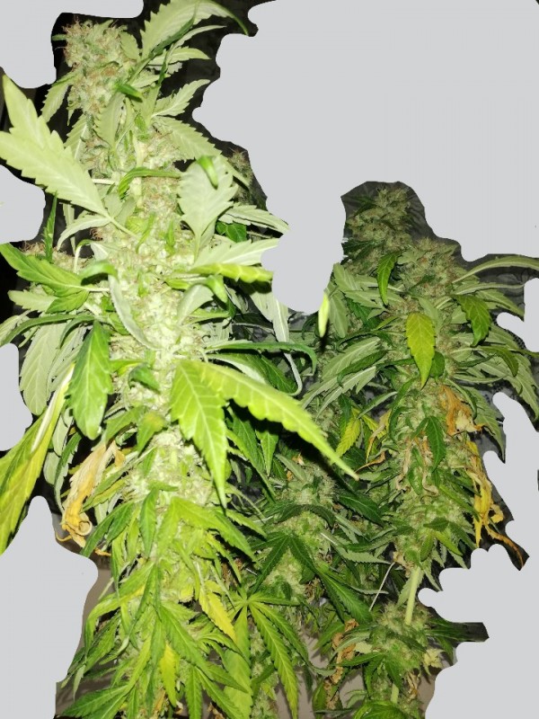 Inkedfoto_no_exif (2).jpg