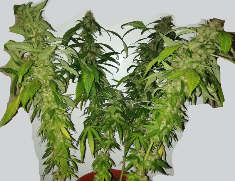 Inkedfoto_no_exif (3).jpg