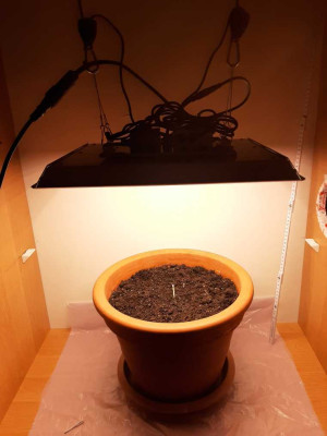 15.8 Germination (12)-min.jpg