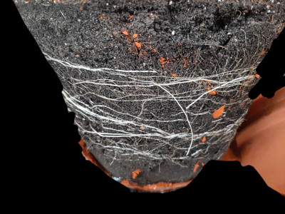 foto_no_exif (1).jpg