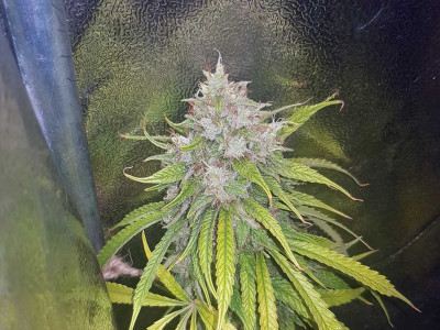 foto_no_exif (1).jpg (175.7 KiB) Преглеждано 1492 пъти Cream & Cheese CBD:THC - 1:1 (Seedsman)