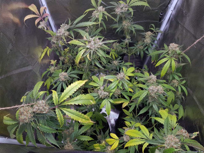 foto_no_exif.jpg (239.12 KiB) Преглеждано 1492 пъти Blueberry (Seedsman)