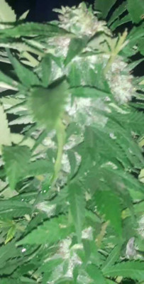 VideoCapture_20230928-194729.jpg