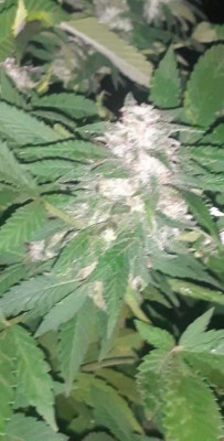 VideoCapture_20230928-194720.jpg