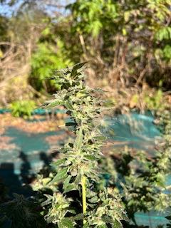 IMG_5500.jpeg