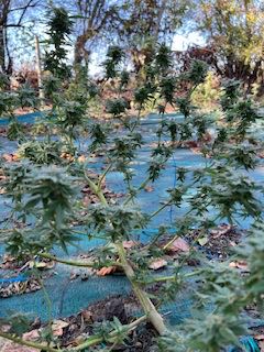 IMG_5479.jpeg