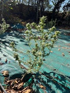 IMG_5459.jpeg