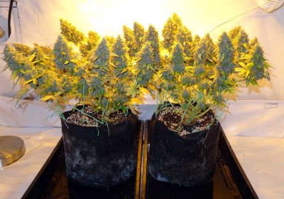 cannabis-smart-pots.jpg
