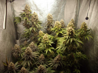 Последна снимка на светло