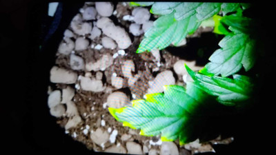 IMG-20240105-WA0001.jpeg