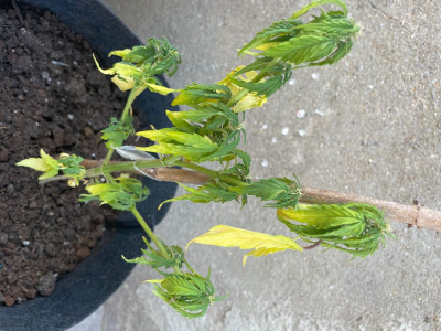 Това е болното растение,направо го махам,че не мога да го гледам,на 2 месеца е растението.Поливал съм ги с вода и през седмица с фишмикс на биобиз