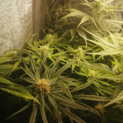 Mimosa X Orange Punch